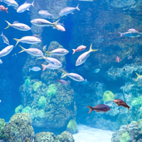 Aquarium Aquarium